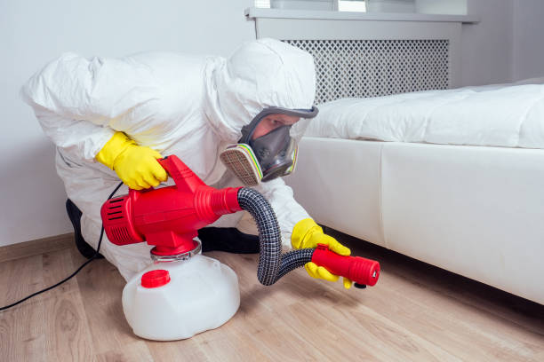 Best Flea Control Services  in Fmington, AR