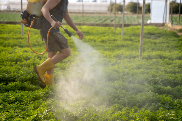 Best Local Pest Control Services  in Fmington, AR