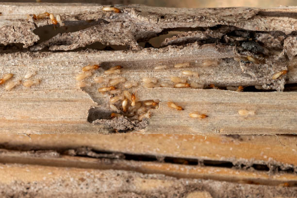 Best Affordable Pest Control Services  in Fmington, AR